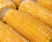 Кукуруза в початках, 1 УПАКОВКА 980-1050 гр. (4 шт.)